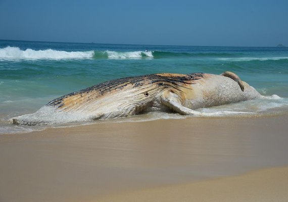 Pesca fantasma ameaça quase 70 mil animais marinhos por dia no Brasil