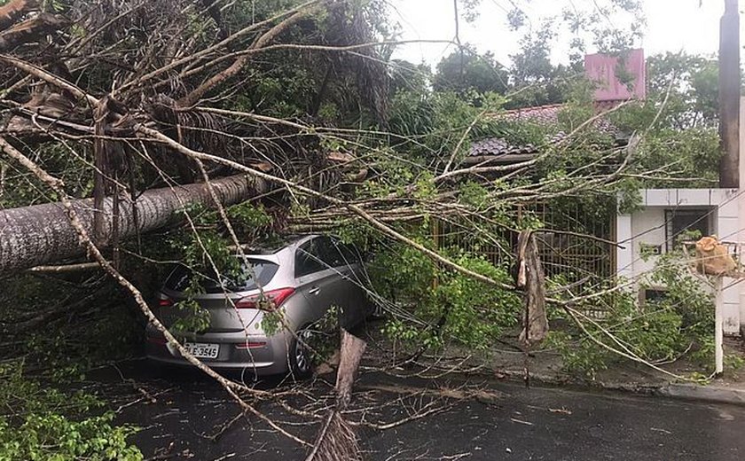 Árvores caem em carro e parte de residência no Conjunto Jardim Petrópolis