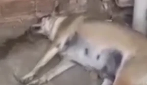 Moradores denunciam que cães estão sendo mortos a tiros e envenenados em bairro de Arapiraca