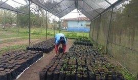 Vítimas do coronavírus serão  homenageadas com plantio de árvores