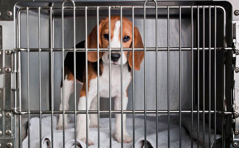 Lei que proíbe testes de cosméticos em animais já está em vigor