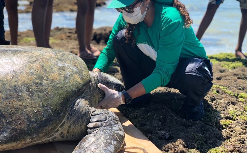 736 animais encalharam no litoral alagoano de maio a julho deste ano