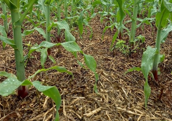 Arapiraca: “Chuva de São José” traz esperanças