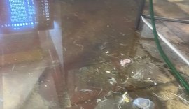 Vigilância Sanitária interdita avícola com atividade irregular na Levada