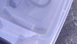 Bombeiros resgatam cobra em unidade de saúde de Campo Alegre