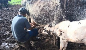 Melhoramento genético eleva em 40% a produtividade de leite em Arapiraca