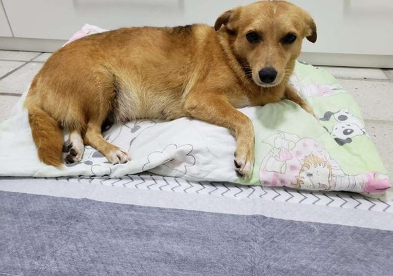 Cadela abandonada em porta de hospital é adotada