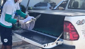 Tartaruga-verde encalha e é resgatada com vida em Paripueira