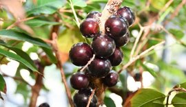 Circuito da Jabuticaba proporciona imersão na produção do vinho em Palmeira dos Índios