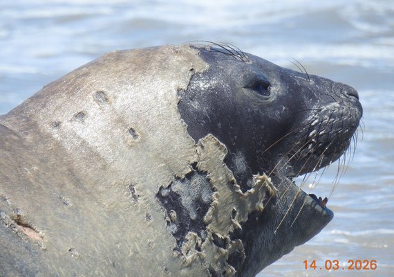 Vídeo mostra banhista tentando interagir com elefante-marinho em praia de Alagoas