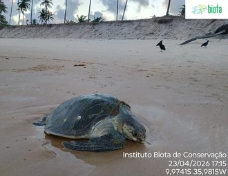 Tartaruga-oliva é devolvida ao mar após período de reabilitação em Alagoas