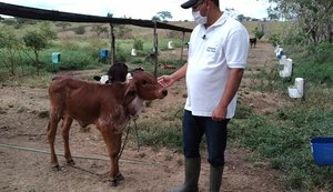 Setor rural alagoano é destaque nas contratações do Banco do Nordeste em 2020