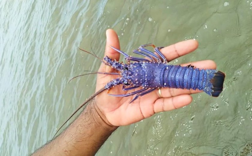 Pesquisador da Ufal dá detalhes sobre espécime capturado de lagosta azul
