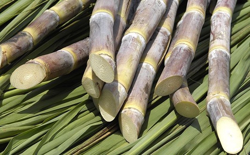 Clone da cana produzida em Alagoas ocupa 70% da área canavieira do Brasil