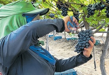 Turismo rural e familiar avança no interior de Alagoas