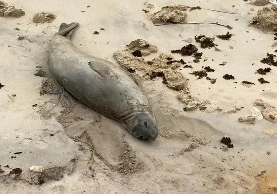 Elefante-marinho encontrado morto em Alagoas pode ser animal que encantou moradores