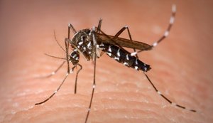 Moradores de rua próxima ao Cepa sofrem com infestação do mosquito Aedes aegypti