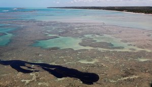 Estudo mostra que peixe de áreas atingidas por óleo pode ser consumido