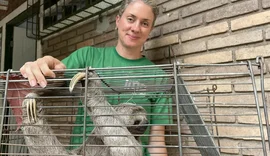 Bicho-preguiça flagrado em ônibus é resgatado e recebe cuidados no Cetas