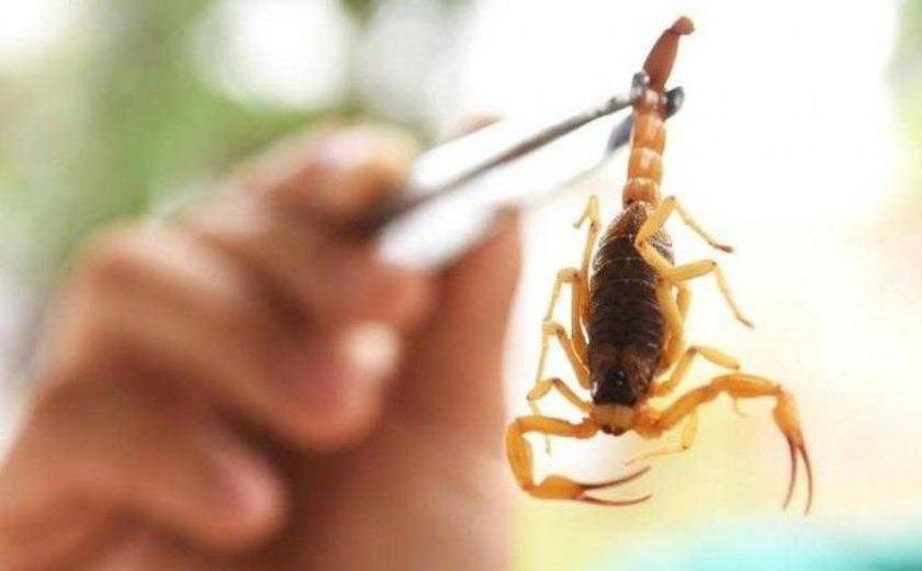 Alagoas registra um óbito por picada de escorpião este ano