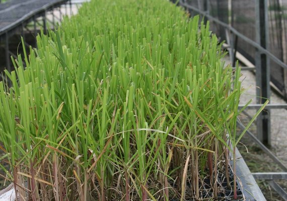 Ufal apresenta novas cultivares de cana-de-açúcar em evento nesta quarta (22)