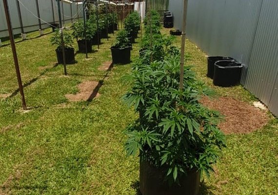 Delegado da Polícia Civil do Distrito Federal é preso com plantação de maconha em casa