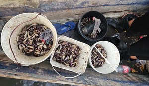 Polícia Militar flagra grupo que realizava captura proibida de caranguejo-uçá