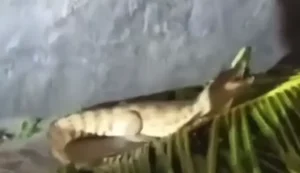 Após fortes chuvas em Maceió, jacaré é flagrado 'passeando' em calçada no Benedito Bentes