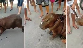 Polícia identifica suspeitos de matar capivara para fazer churrasco