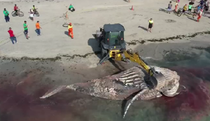 Instituto Biota e Alurb removem baleia encontrada morta na Praia de Ponta Verde