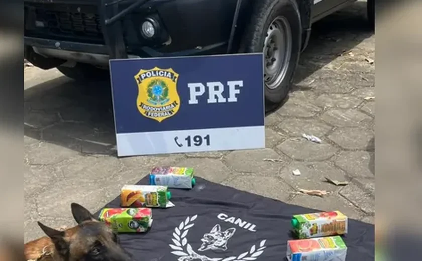 Cão farejador ajuda polícia a apreender 10 kg de cocaína em ônibus na BR-101, em Alagoas