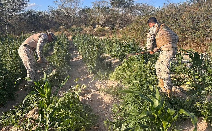 Operação apreende mais de 25 mil pés de maconha