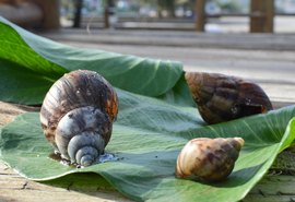Caramujos africanos são vetores de diversas doenças, alerta bióloga da Sesau