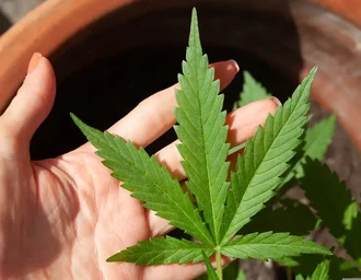 STJ adia prazo para regulamentação do plantio de cannabis medicinal