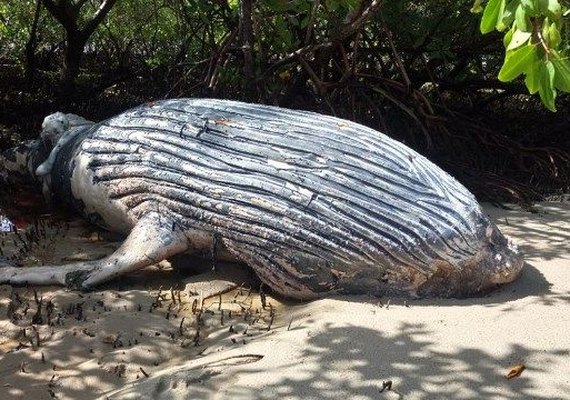 Alagoas é quarto estado do país em encalhe de baleia jubarte