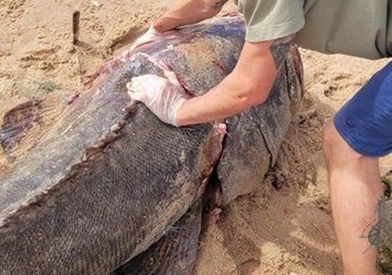 Ufal Penedo recebe parte de peixe Mero em tamanho raro para pesquisas