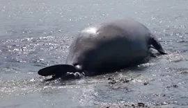 Vídeo: elefante-marinho é encontrado na Praia de Antunes, em Maragogi