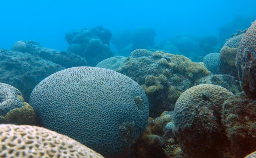 Corais ameaçados de extinção são achados na Costa dos Corais