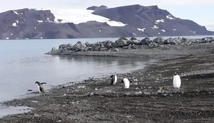 Mapeamento inédito revela extensão de área livre de gelo na Antártica
