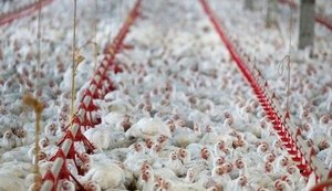 China faz investigação antidumping contra importação de frango brasileiro