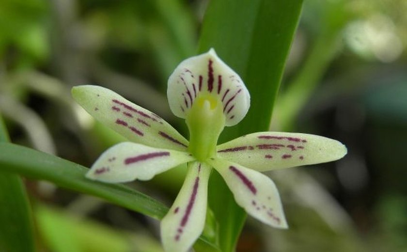 Alagoas ganha novo projeto para estudo científico sobre orquídeas nativas