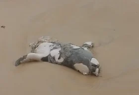 Elefante-marinho encontrado morto estava com corpo partido ao meio