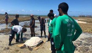 Alagoas registra 1.682 encalhes de tartaruga em 2018