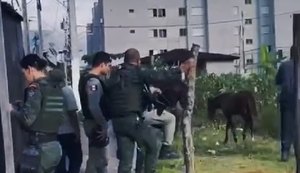 Cavalo que sofria maus tratos em Maceió é resgatado