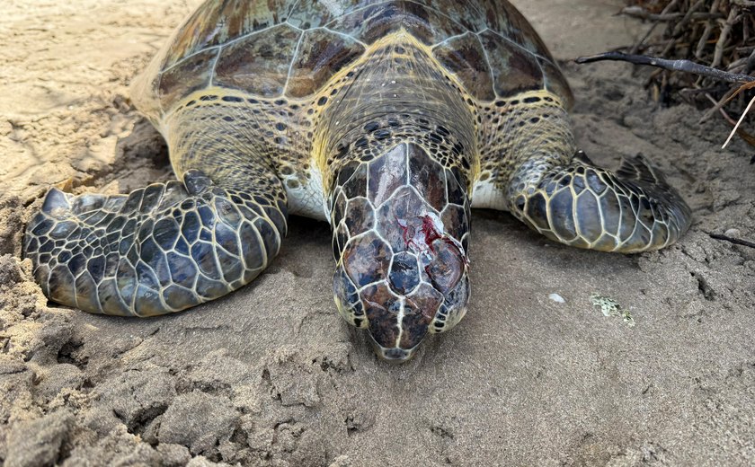 Guardas ambientais de Porto de Pedras resgatam tartaruga-verde ferida na Praia do Patacho