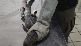 Período chuvoso aumenta a presença de animais silvestres em áreas urbanas