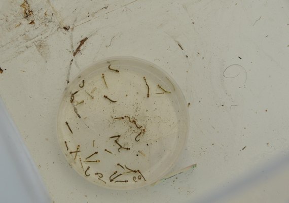 De janeiro a outubro, Alagoas registra mais de 7 mil casos prováveis de dengue