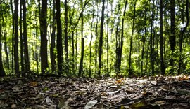 Produção florestal do país cresce 16,7% e chega a R$ 44,3 bi em 2024