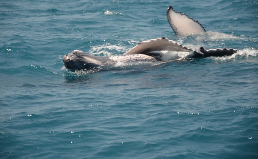 Registro: 20 baleias jubartes são vistas na Praia do Pontal do Peba