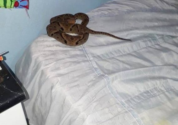 Menino de 10 anos é picado por jararaca na cama enquanto dormia em fazenda